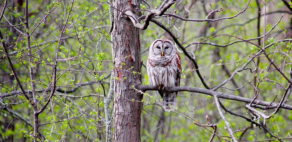 Nature Play Day: Owls