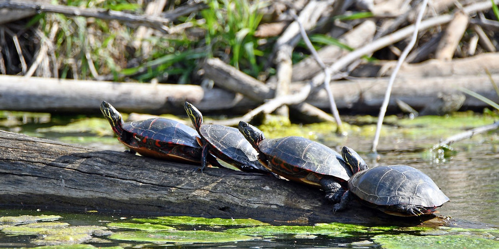 Nature Play Day: Turtle Fun