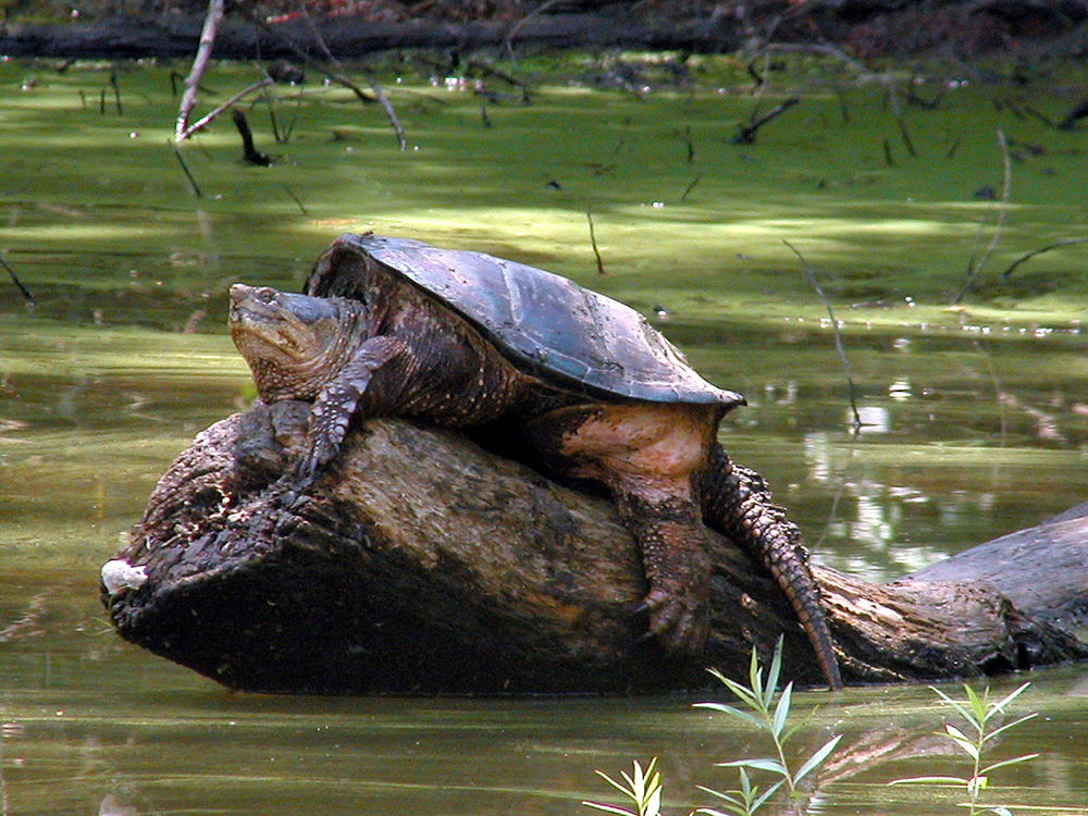 turtle-power-the-mighty-snapping-turtle