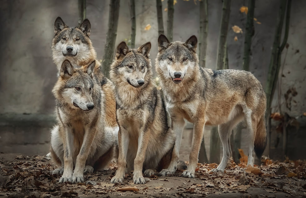 A pack of four gray wolves standing and sitting together with trees in the background.