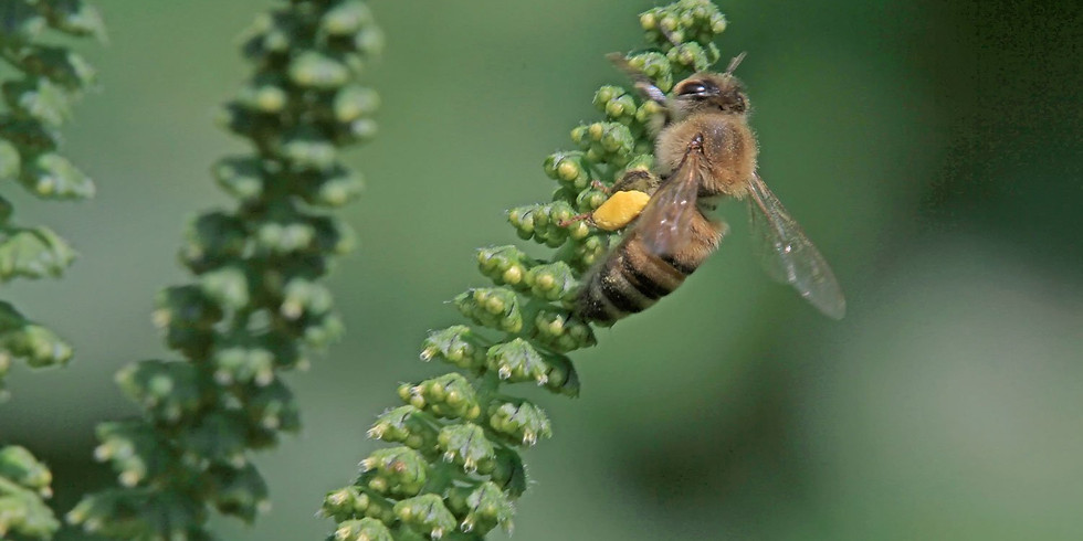 Pollinator Crafts: Bee Hotel