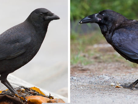 Crows, Ravens Often Confused, But Both Viewed Suspiciously