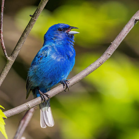 Bright Blue Indigo Buntings Are a Star of Summer