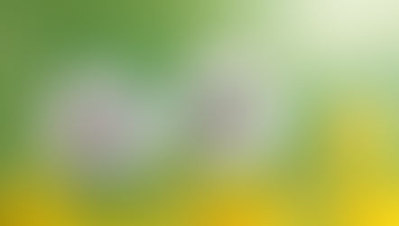 Two dandelions with white seeds; one is dispersing in the breeze. Green-yellow blurred background, creating a serene, airy mood.