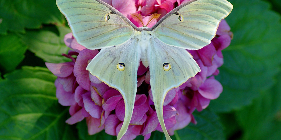 Moth Mania