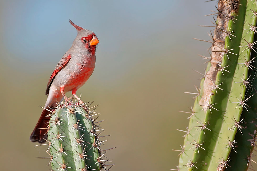 A red-crested bird with gray accents perched on a cactus, with another spiny cactus in foreground against a soft blurred sky.