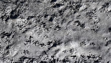 Animal tracks scattered on gray, muddy ground, featuring different sizes and shapes. The texture is rough with a natural outdoor setting.