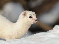 A white weasel stands alert in the snow, its dark eyes looking forward. The blurred background is a mix of soft brown and white tones.