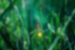 A firefly, or lightning bug. (Photo via Shutterstock)
