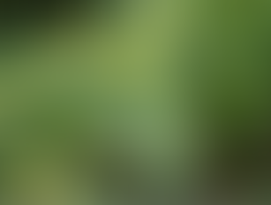 Herb of the Week - Rhodiola rosea!