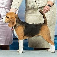 showsphoto (14)_edited.jpg