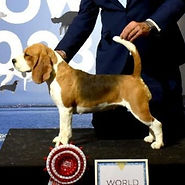 showsphoto (3)_edited.jpg