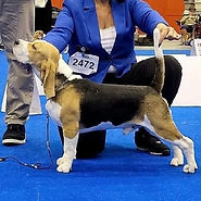 showsphoto (13)_edited.jpg