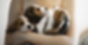 BG8A9430_edited.jpg