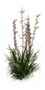Wardweed