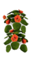 Lifeleaf