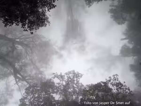 Nebel im Wald