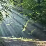 Sonnenstrahlen im Wald