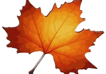 autumn maple leaf