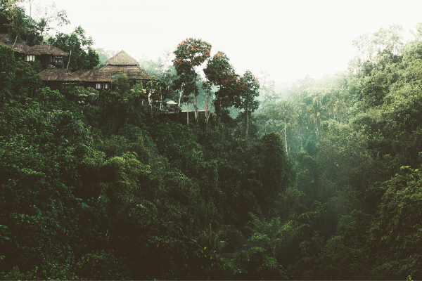 Rainforest BestAger