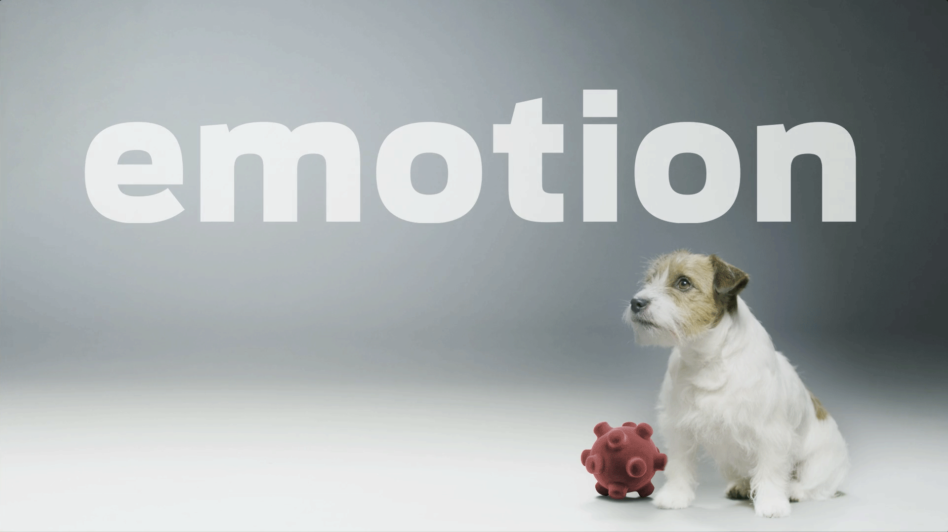 Pet Owner Insights