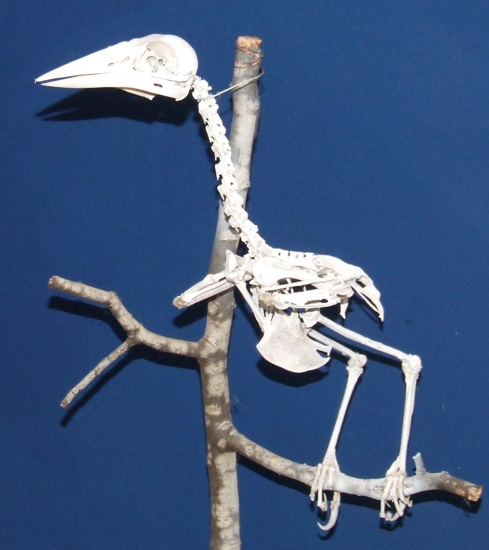 Clinking Currawong