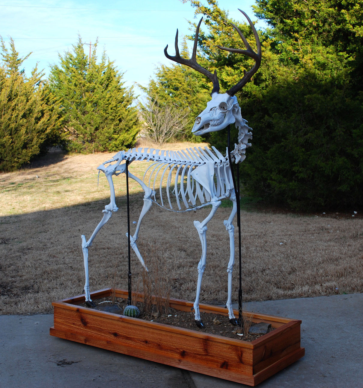 White-tailed Deer