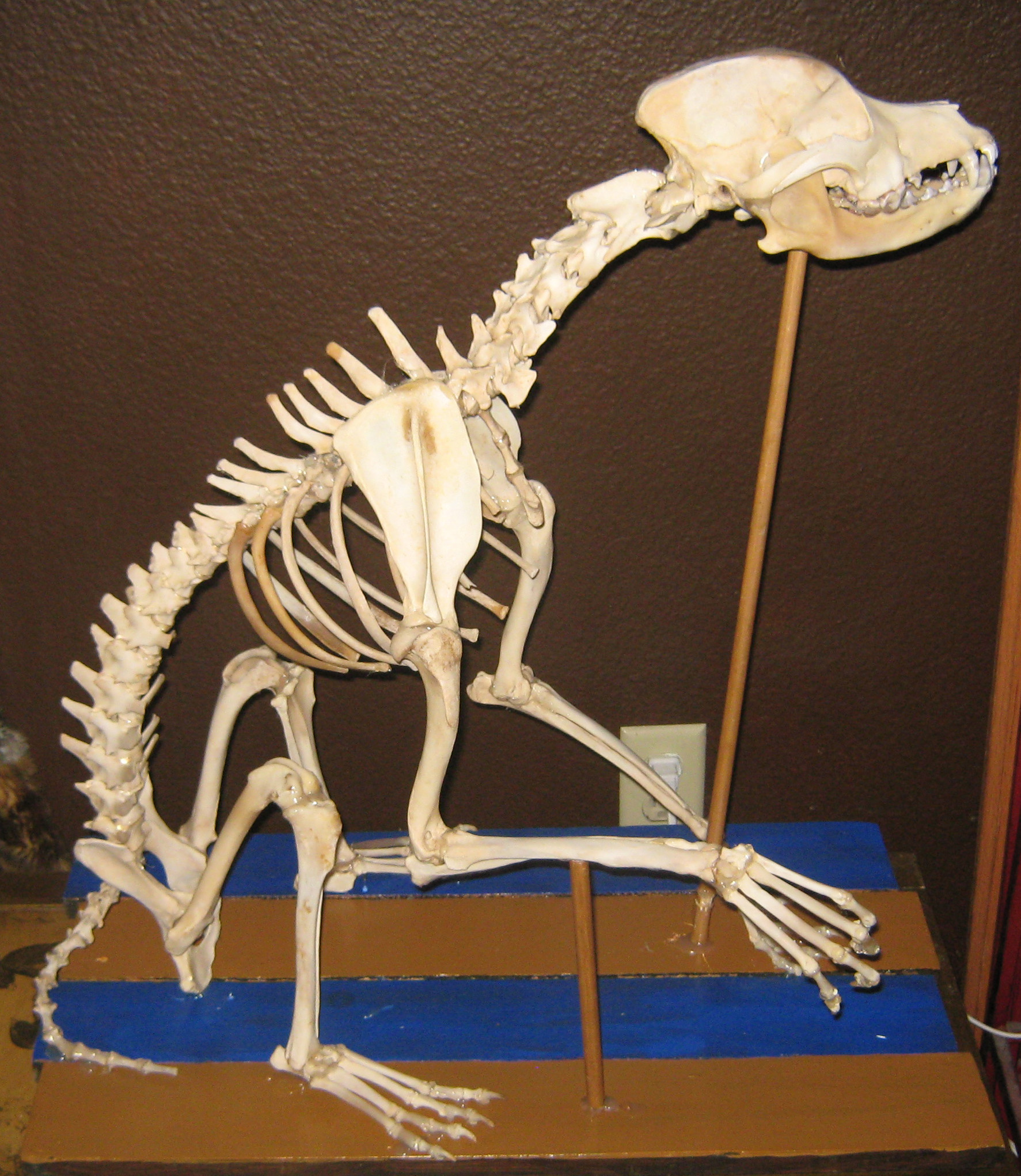Pit Bull (Canis familiaris)