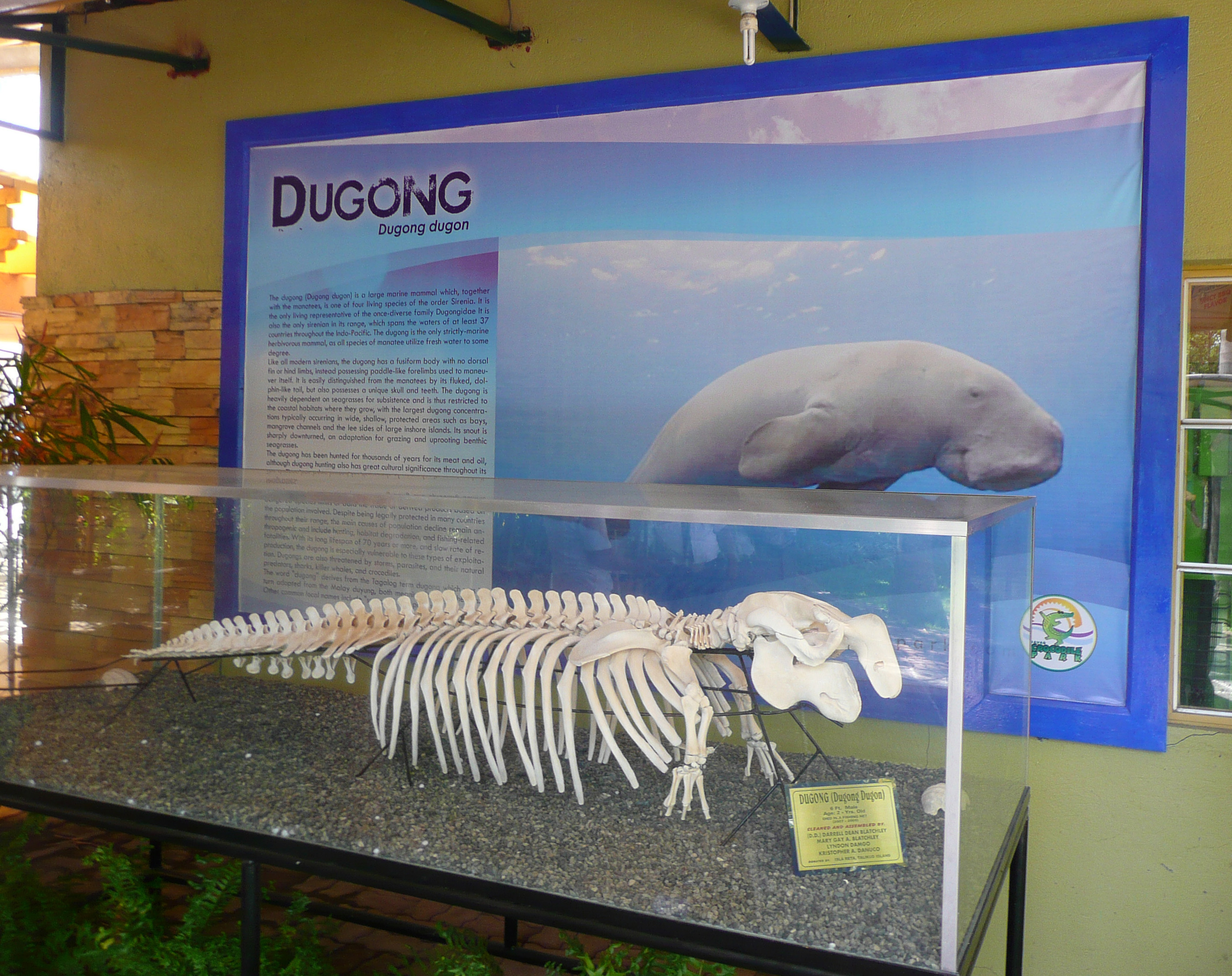 Dugong (Dugong dugon)