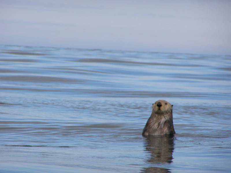 seaotter