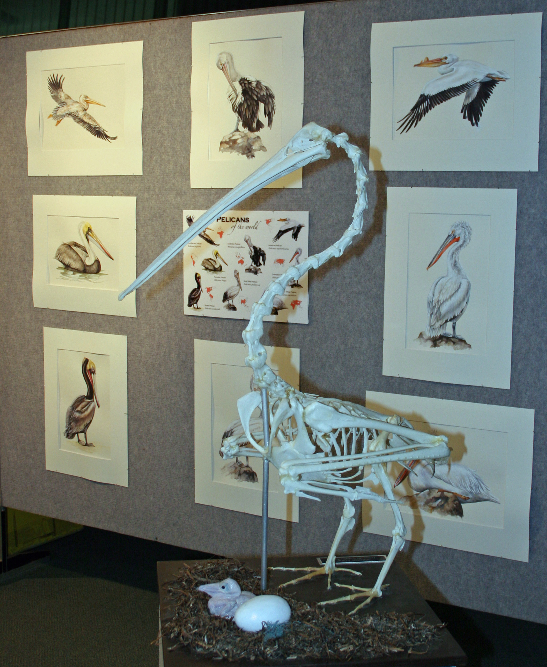 Pelican (Pelecanus)