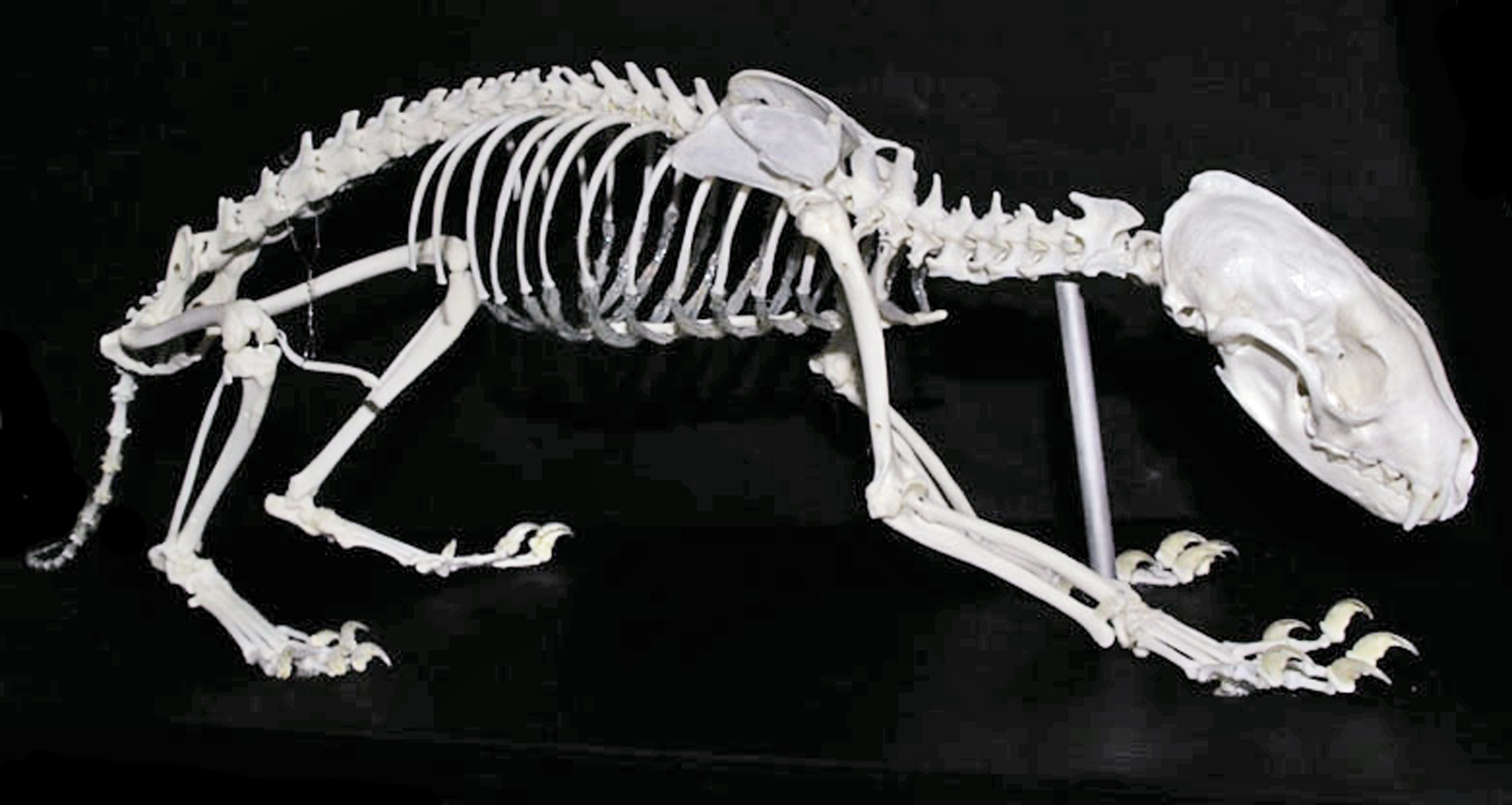 Pine Marten (Martes martes)