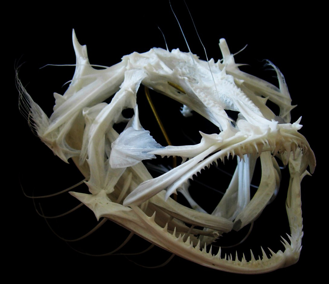 Monkfish Skull (Lophius piscatorius)
