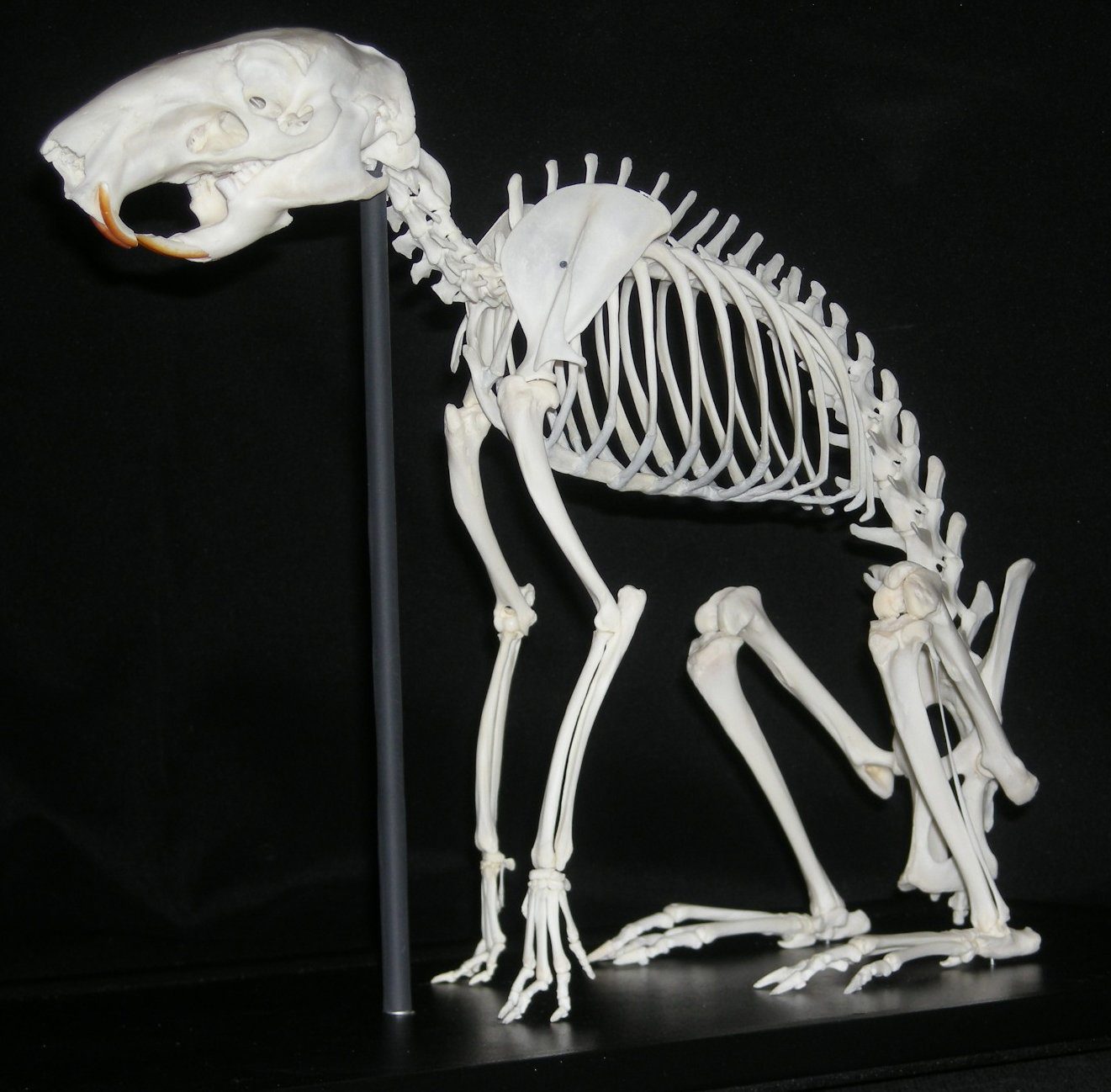 Agouti from South America