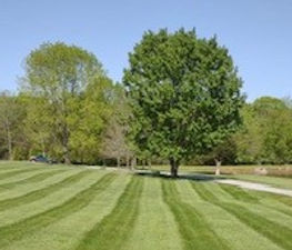 Lawn Perfection