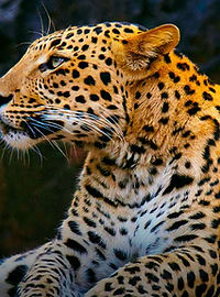 Sunday, 25 January 2026