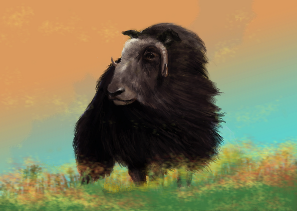 Ovibos moschatus