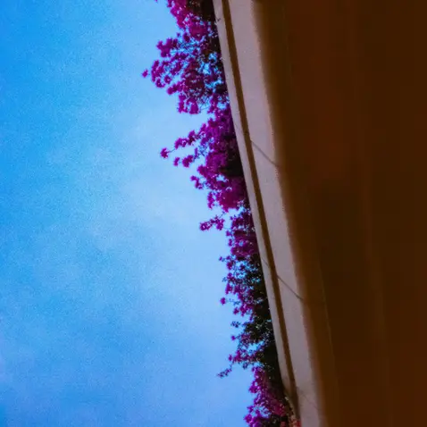 Bougainvillea flowers against blue sky at Bangalore airport