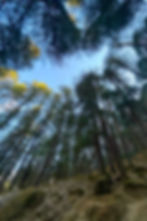 Pine Trees and Sky Photograph from Fairy Forest, Himachal Pradesh