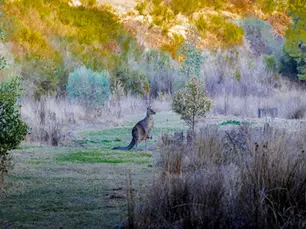 A Kangaroo in Ballarat, Australia