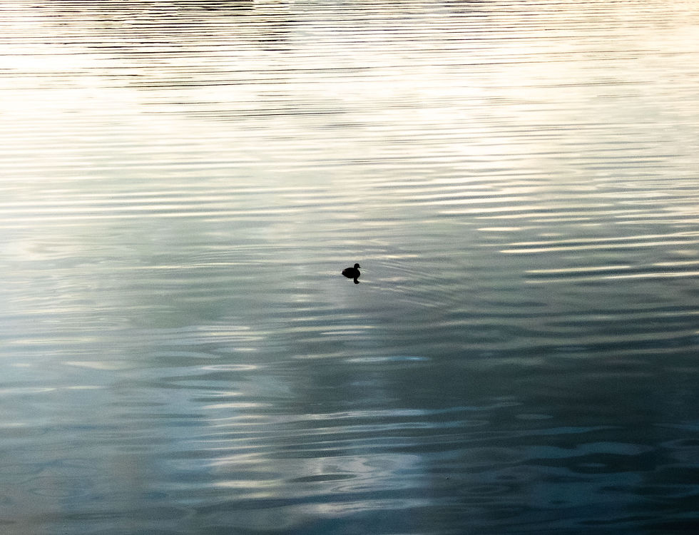 Photograph of a duck in a lake