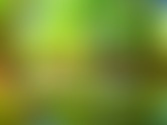 家族旅行でジャングル探検しよう〜🦎西表島