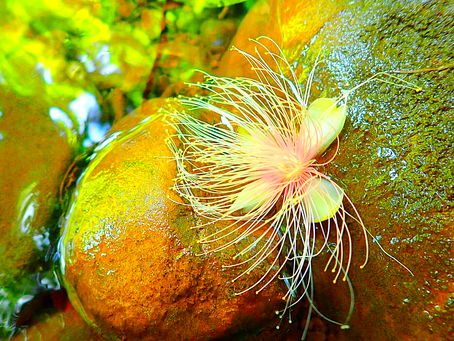 西表島でサガリバナを見よう〜💚