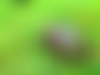 「西表島・今日のお天気~4/20(wed)」