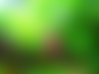 生命溢れるジャングルへ行ってみたい〜🌴