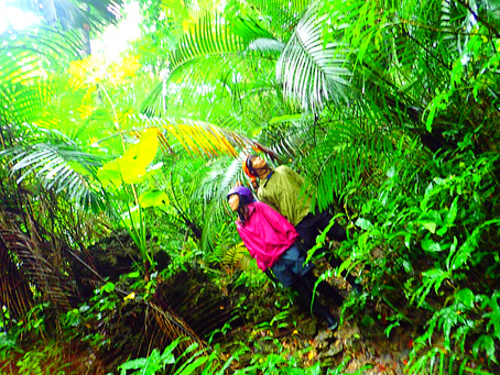 生命溢れるジャングルへ行ってみたい〜🌴
