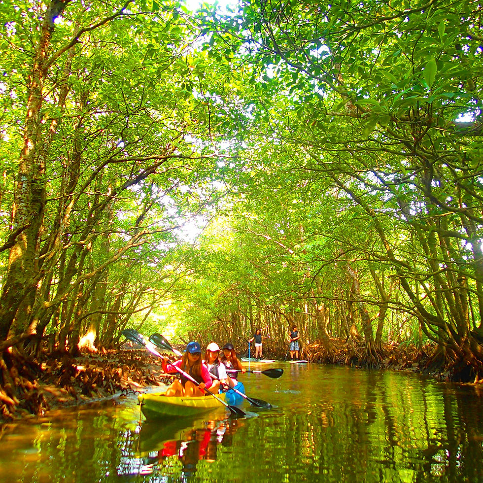 西表・石垣島旅行で西表おすすめカヌーツアー人気のケンガイドがおすすめする秘境パワースポット巡り・女子旅行・学生旅行おすすめ西表アクティビティツアー・カヌーでマングローブ＆ジャングル探検トレッキング滝巡り！本物の冒険と感動体験を！