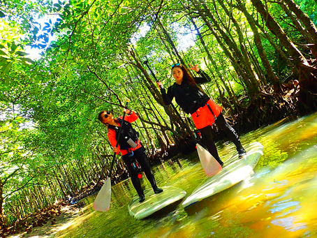 木漏れ日射し込むマングローブの森をのんびりSUPツアー体験