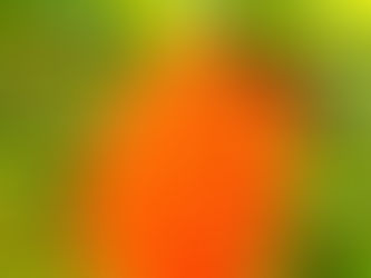 アダン・西表島アクティビティツアー