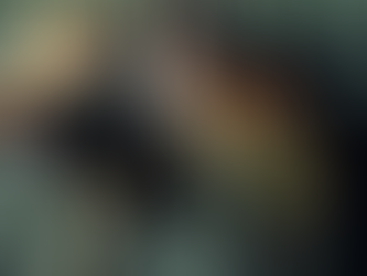 ヤシガニ発見・八重山諸島・西表島